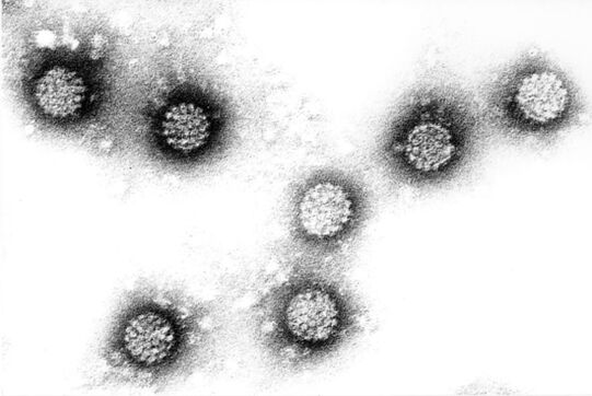 Papilloma virus in humans