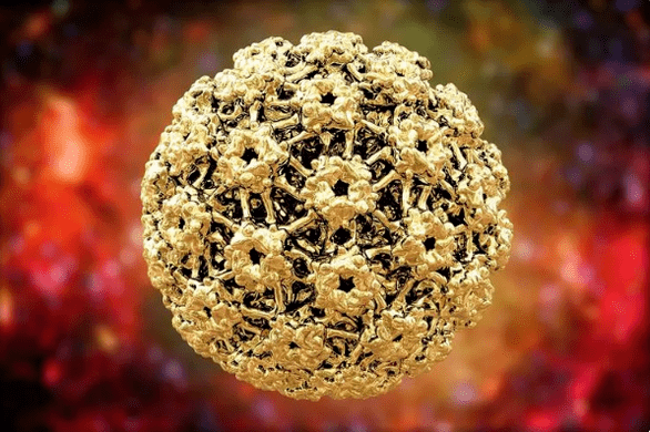 Papilloma virus in humans