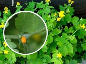 celandine herbal juice to treat warts on the soles of the feet